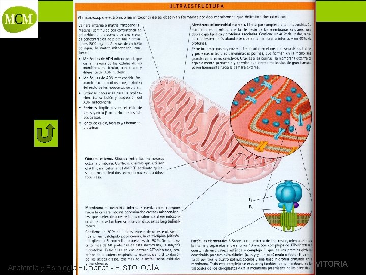 BACHILLERATO MARIANISTAS + COMPAÑÍA DE MARÍA Anatomía y Fisiología Humanas - HISTOLOGÍA Prof. VÍCTOR