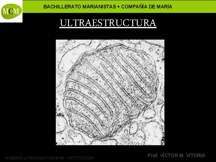 BACHILLERATO MARIANISTAS + COMPAÑÍA DE MARÍA ULTRAESTRUCTURA Anatomía y Fisiología Humanas - HISTOLOGÍA Prof.