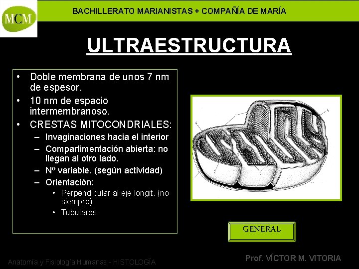 BACHILLERATO MARIANISTAS + COMPAÑÍA DE MARÍA ULTRAESTRUCTURA • Doble membrana de unos 7 nm