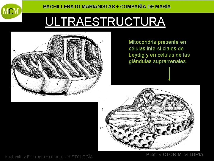 BACHILLERATO MARIANISTAS + COMPAÑÍA DE MARÍA ULTRAESTRUCTURA Mitocondria presente en células intersticiales de Leydig