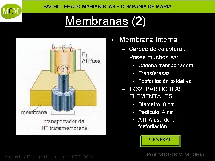 BACHILLERATO MARIANISTAS + COMPAÑÍA DE MARÍA Membranas (2) • Membrana interna – Carece de