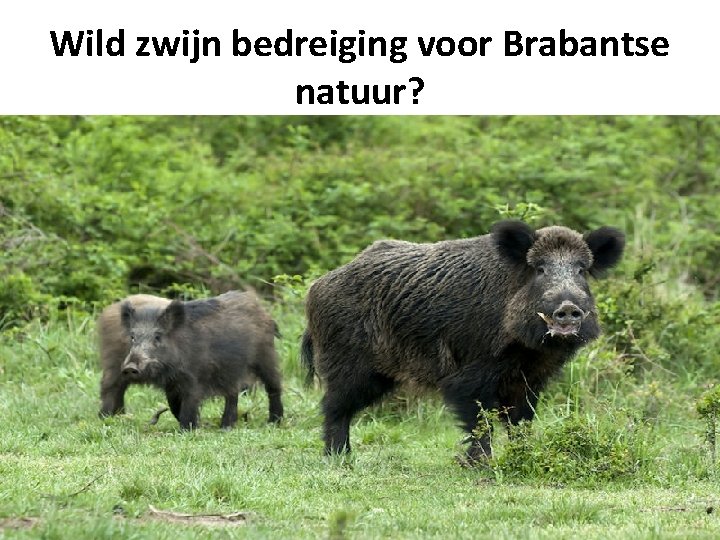 Wild zwijn bedreiging voor Brabantse natuur? 