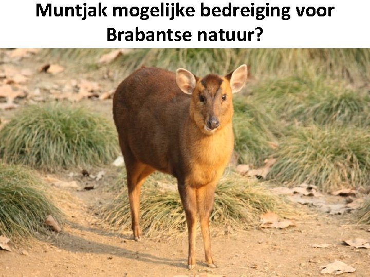 Muntjak mogelijke bedreiging voor Brabantse natuur? 