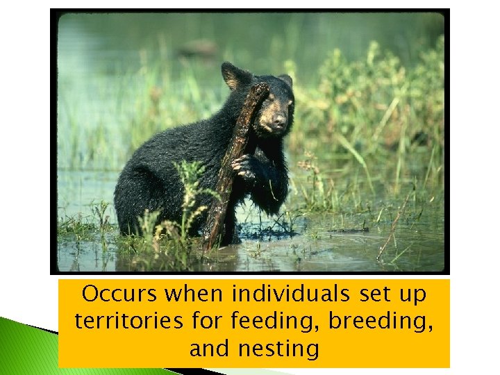 Occurs when individuals set up territories for feeding, breeding, and nesting 