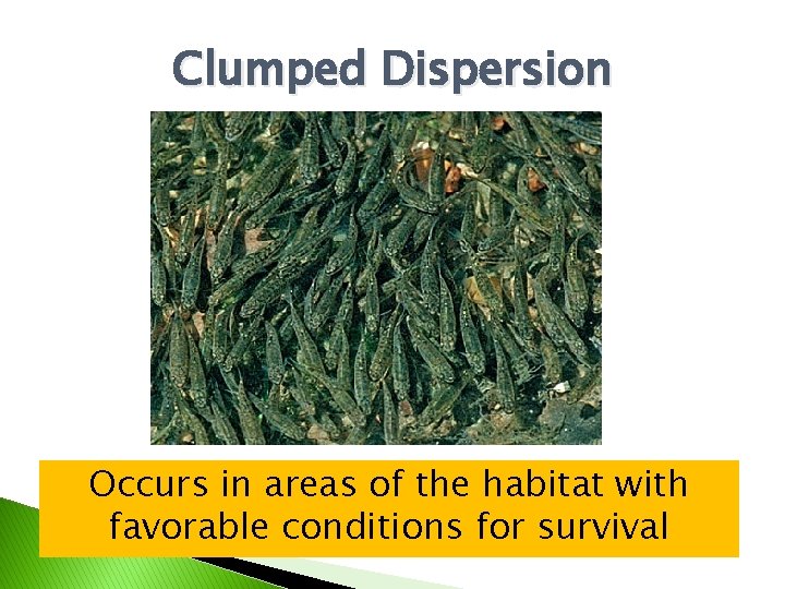 Clumped Dispersion Occurs in areas of the habitat with favorable conditions for survival 