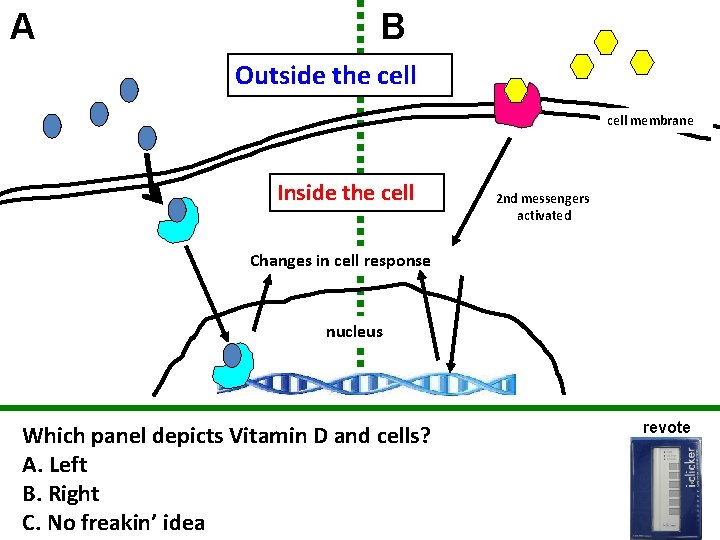 A B Outside the cell membrane Inside the cell 2 nd messengers activated Changes