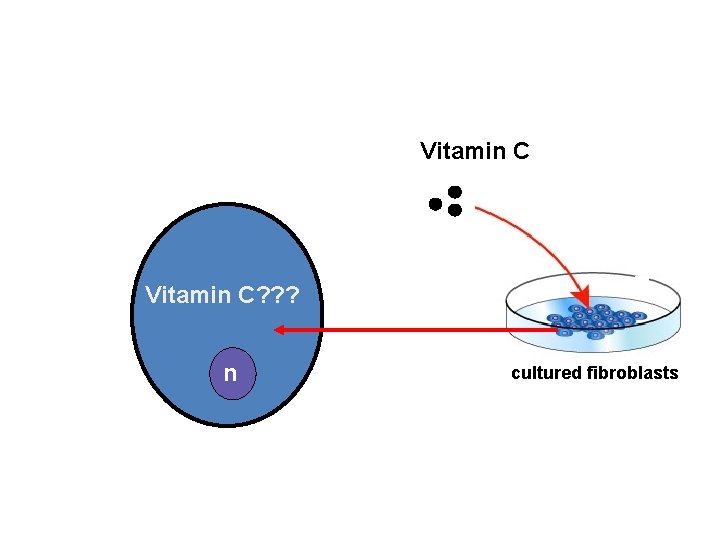 Vitamin C? ? ? n cultured fibroblasts 