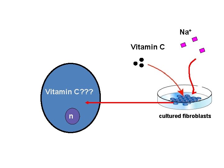 Na+ Vitamin C? ? ? n cultured fibroblasts 