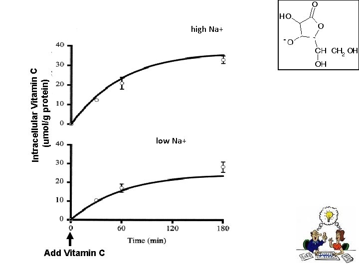 Intracellular Vitamin C (umol/g protein) high Na+ w/Na+ Add Vitamin C low Na+ 