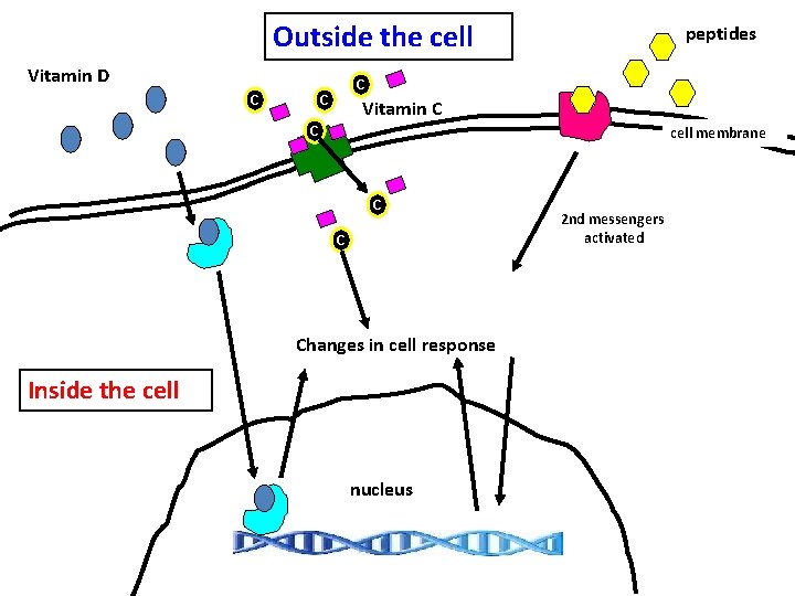 Outside the cell Vitamin D peptides C C C Vitamin C cell membrane C