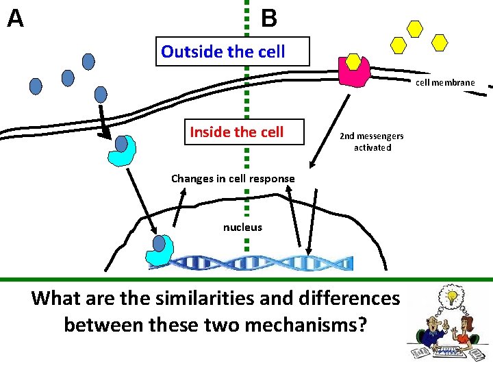 A B Outside the cell membrane Inside the cell 2 nd messengers activated Changes