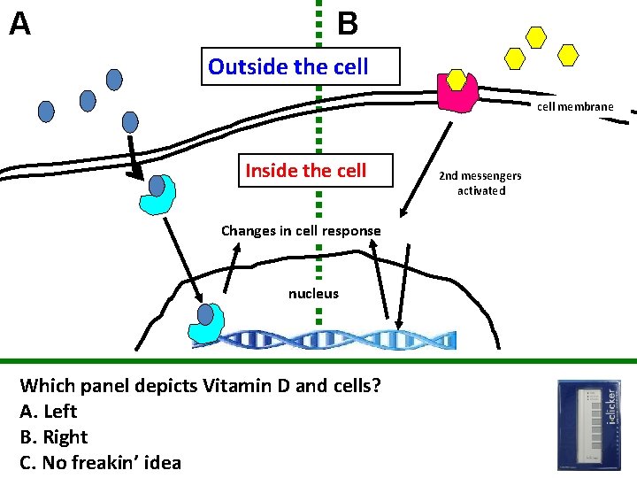 A B Outside the cell membrane Inside the cell Changes in cell response nucleus