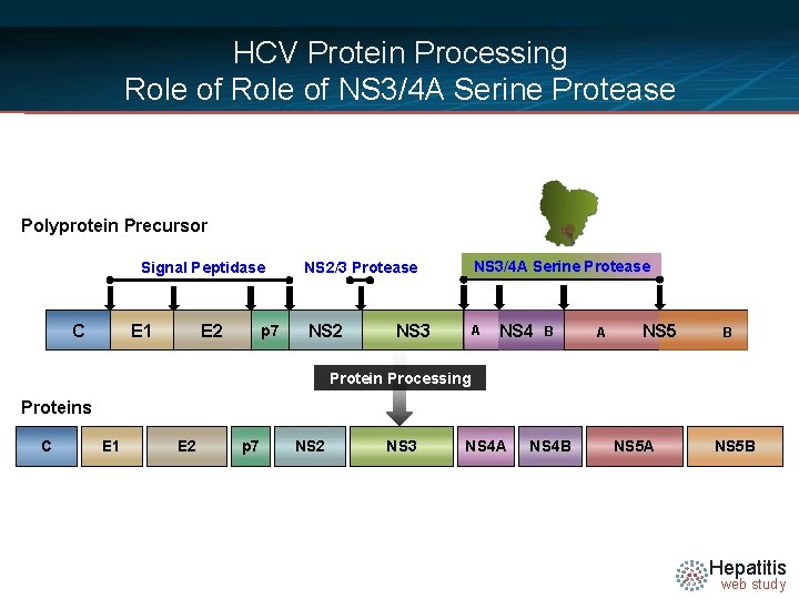HCV Protein Processing Role of NS 3/4 A Serine Protease Polyprotein Precursor Signal Peptidase