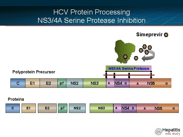 HCV Protein Processing NS 3/4 A Serine Protease Inhibition Simeprevir NS 3/4 A Serine