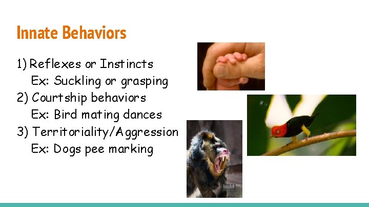 Innate Behaviors 1) Reflexes or Instincts Ex: Suckling or grasping 2) Courtship behaviors Ex:
