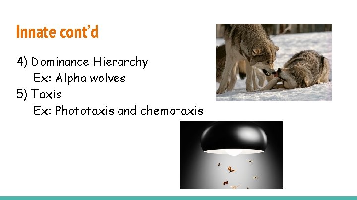 Innate cont’d 4) Dominance Hierarchy Ex: Alpha wolves 5) Taxis Ex: Phototaxis and chemotaxis