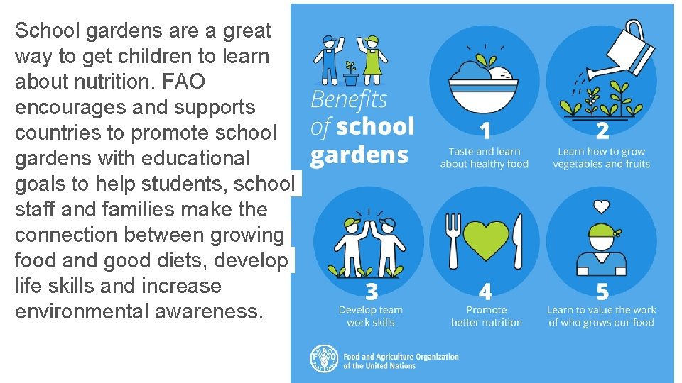 School gardens are a great way to get children to learn about nutrition. FAO