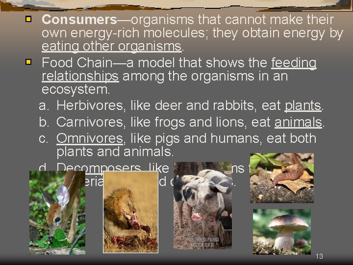 Consumers—organisms that cannot make their own energy-rich molecules; they obtain energy by eating other