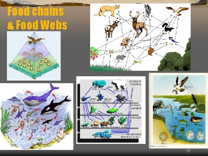 Food chains & Food Webs 15 