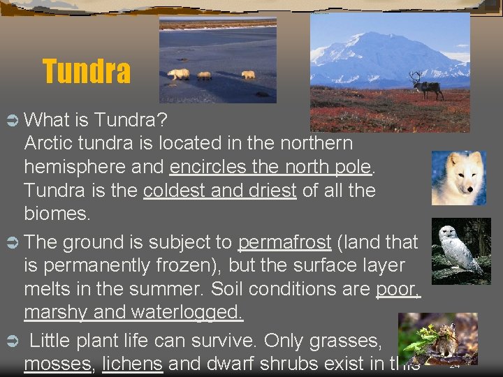 Tundra Ü What is Tundra? Arctic tundra is located in the northern hemisphere and