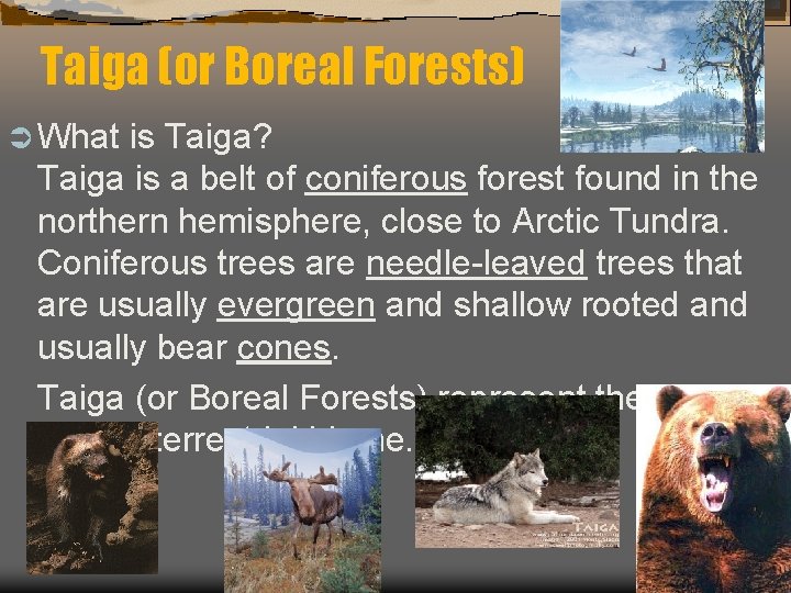 Taiga (or Boreal Forests) Ü What is Taiga? Taiga is a belt of coniferous