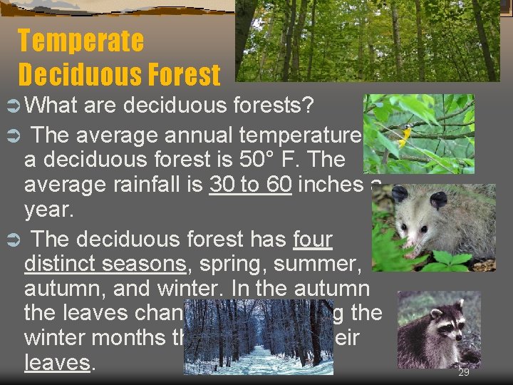 Temperate Deciduous Forest Ü What are deciduous forests? Ü The average annual temperature in