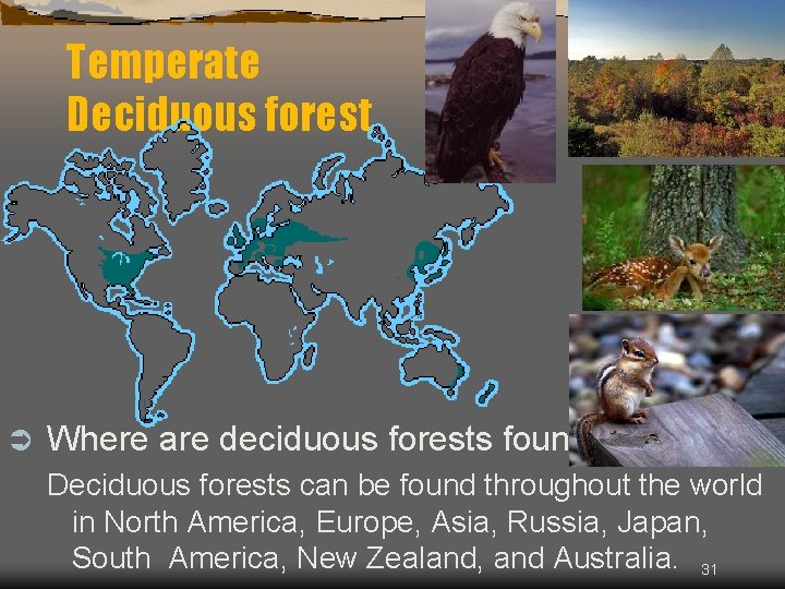 Temperate Deciduous forest Ü Where are deciduous forests found? Deciduous forests can be found