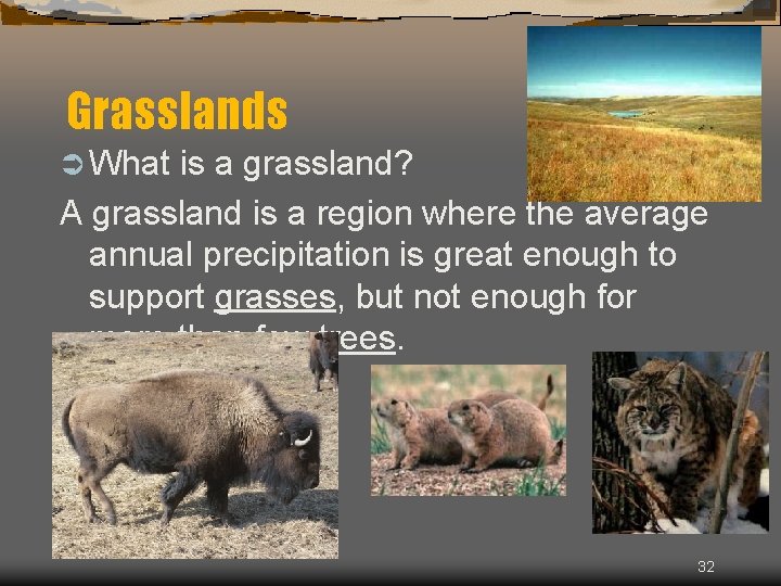Grasslands Ü What is a grassland? A grassland is a region where the average