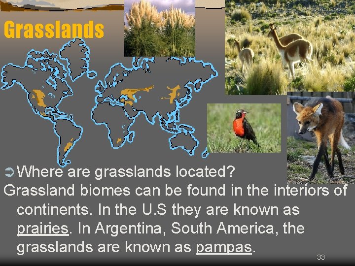 Grasslands Ü Where are grasslands located? Grassland biomes can be found in the interiors
