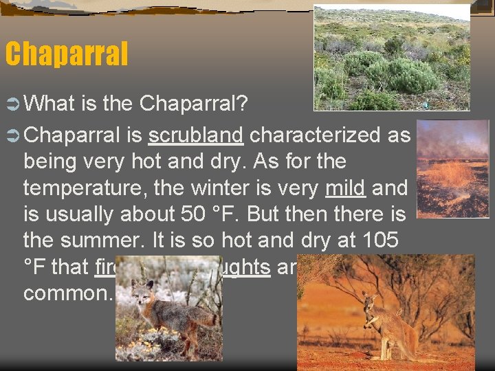 Chaparral Ü What is the Chaparral? Ü Chaparral is scrubland characterized as being very