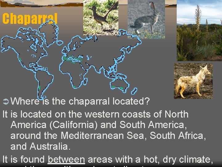 Chaparral Ü Where is the chaparral located? It is located on the western coasts