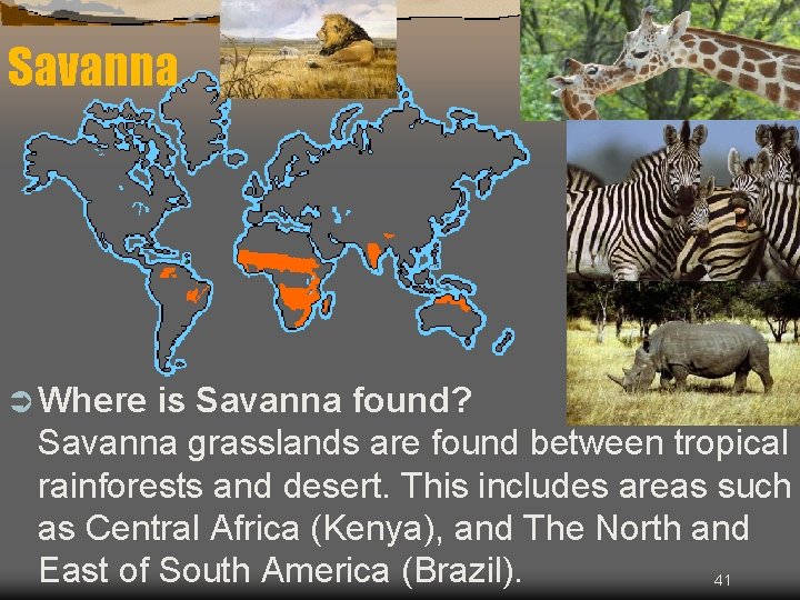 Savanna Ü Where is Savanna found? Savanna grasslands are found between tropical rainforests and