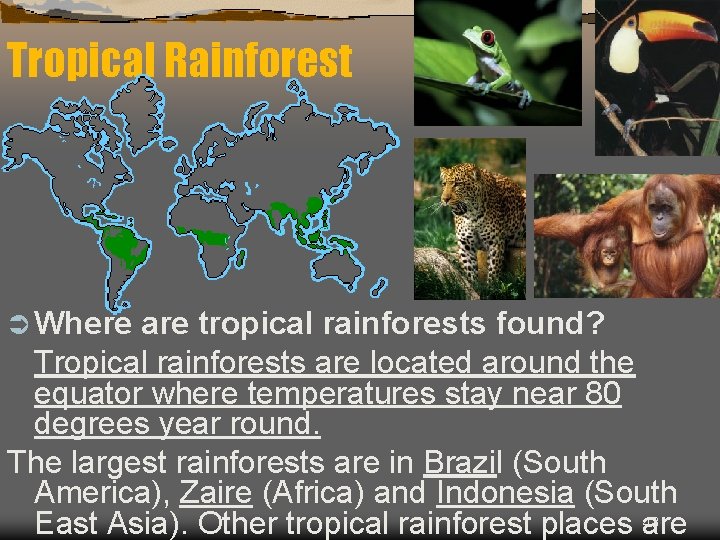 Tropical Rainforest Ü Where are tropical rainforests found? Tropical rainforests are located around the