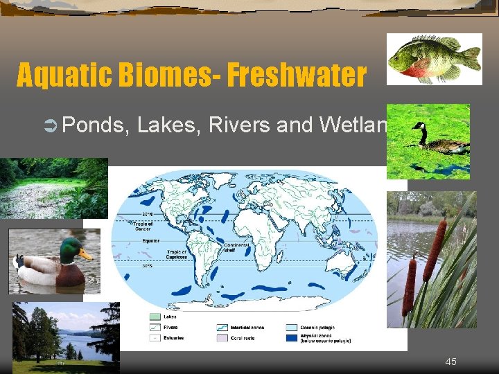 Aquatic Biomes- Freshwater Ü Ponds, Lakes, Rivers and Wetlands 45 