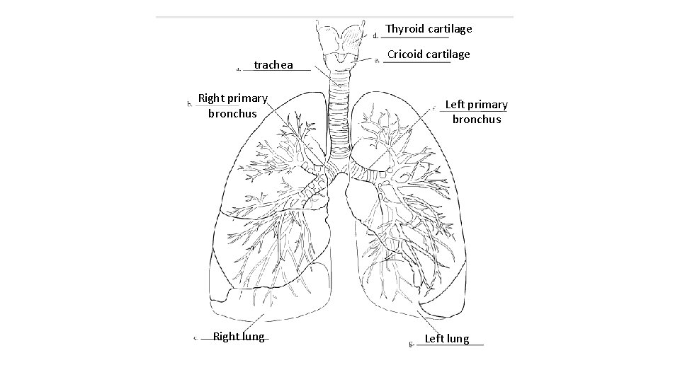 Thyroid cartilage trachea Right primary bronchus Right lung Cricoid cartilage Left primary bronchus Left