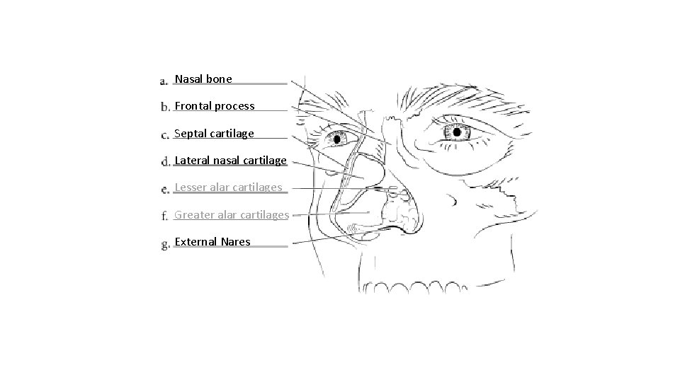 Nasal bone Frontal process Septal cartilage Lateral nasal cartilage Lesser alar cartilages Greater alar