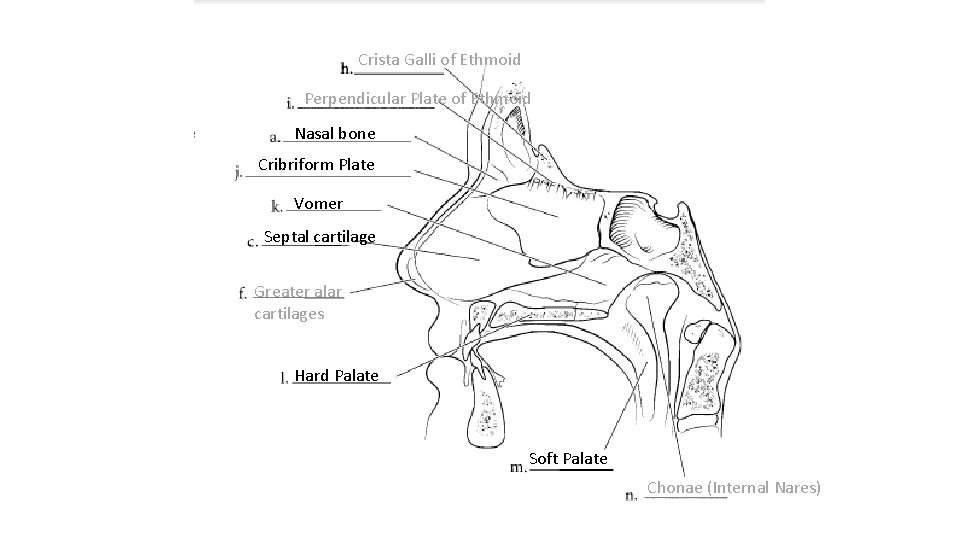 Crista Galli of Ethmoid Perpendicular Plate of Ethmoid Nasal bone Cribriform Plate Vomer Septal