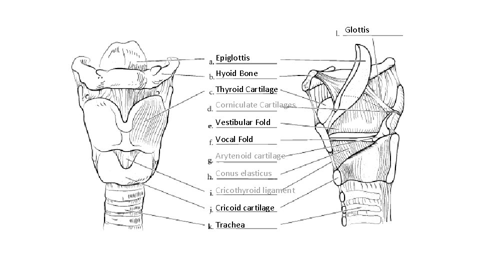 Glottis Epiglottis Hyoid Bone Thyroid Cartilage Corniculate Cartilages Vestibular Fold Vocal Fold Arytenoid cartilage