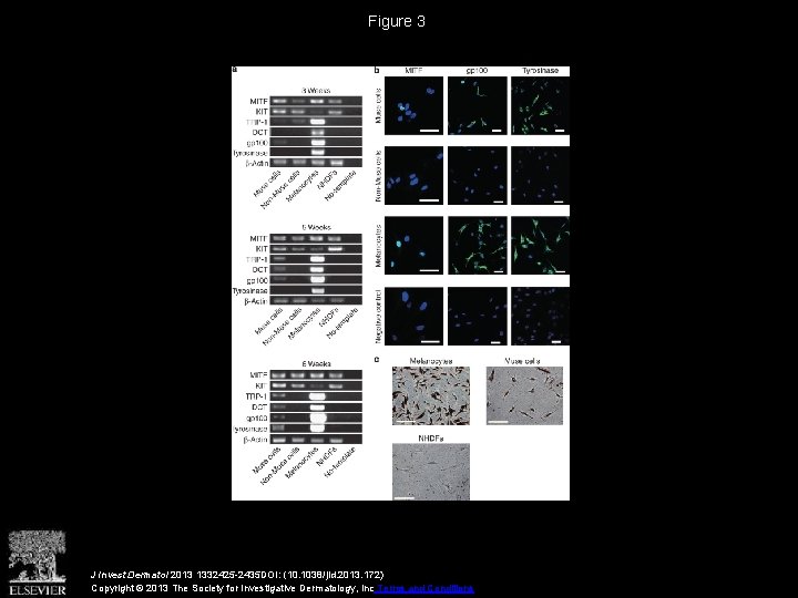 Figure 3 J Invest Dermatol 2013 1332425 -2435 DOI: (10. 1038/jid. 2013. 172) Copyright