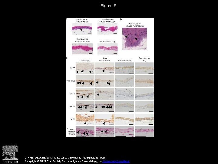 Figure 5 J Invest Dermatol 2013 1332425 -2435 DOI: (10. 1038/jid. 2013. 172) Copyright