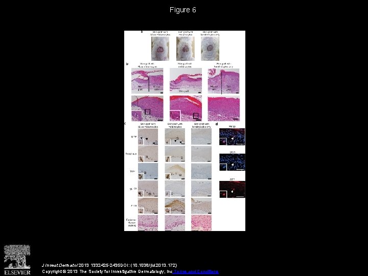 Figure 6 J Invest Dermatol 2013 1332425 -2435 DOI: (10. 1038/jid. 2013. 172) Copyright