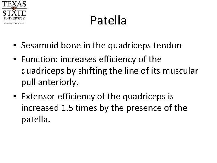 Patella • Sesamoid bone in the quadriceps tendon • Function: increases efficiency of the Patella • Sesamoid bone in the quadriceps tendon • Function: increases efficiency of the