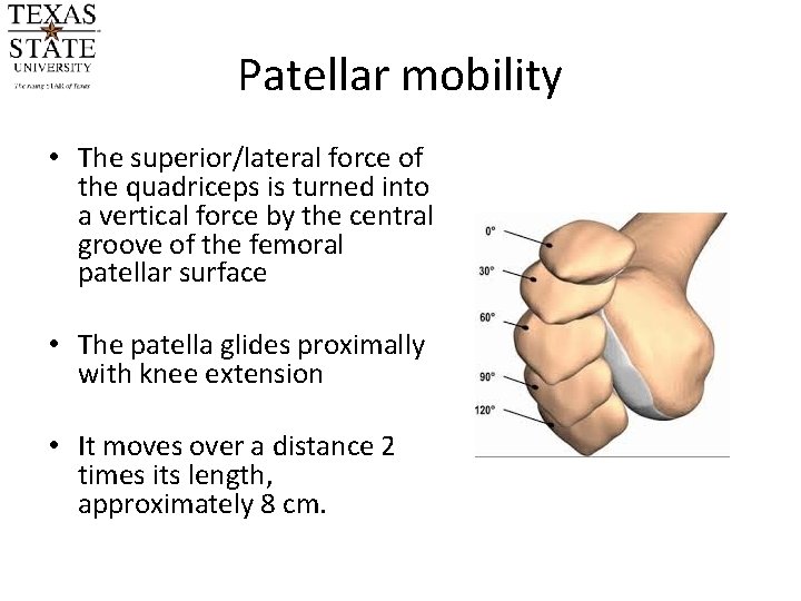 Patellar mobility • The superior/lateral force of the quadriceps is turned into a vertical Patellar mobility • The superior/lateral force of the quadriceps is turned into a vertical