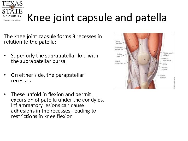 Knee joint capsule and patella The knee joint capsule forms 3 recesses in relation