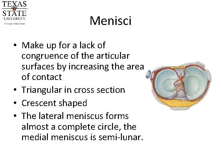 Menisci • Make up for a lack of congruence of the articular surfaces by