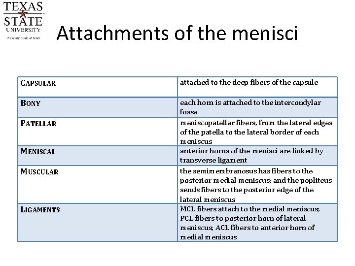 Attachments of the menisci CAPSULAR attached to the deep fibers of the capsule BONY