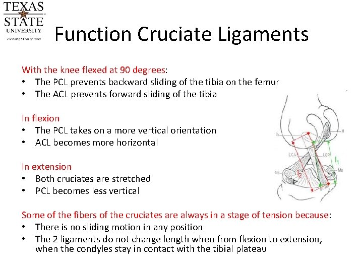 Function Cruciate Ligaments With the knee flexed at 90 degrees: • The PCL prevents