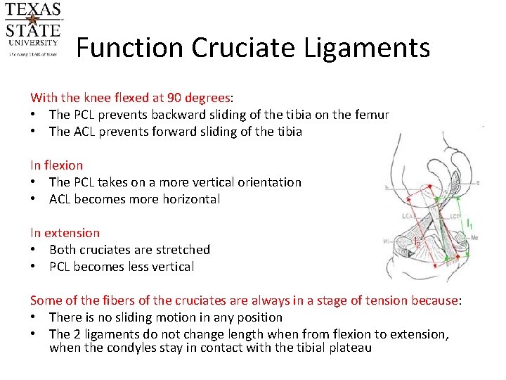 Function Cruciate Ligaments With the knee flexed at 90 degrees: • The PCL prevents Function Cruciate Ligaments With the knee flexed at 90 degrees: • The PCL prevents