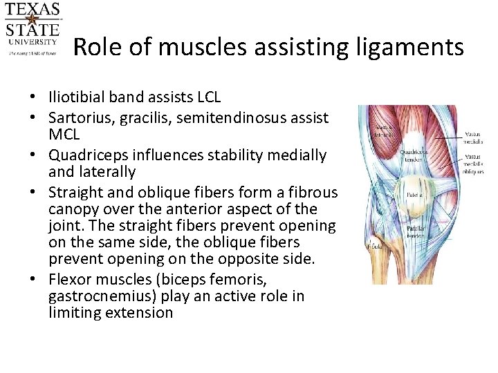 Role of muscles assisting ligaments • Iliotibial band assists LCL • Sartorius, gracilis, semitendinosus