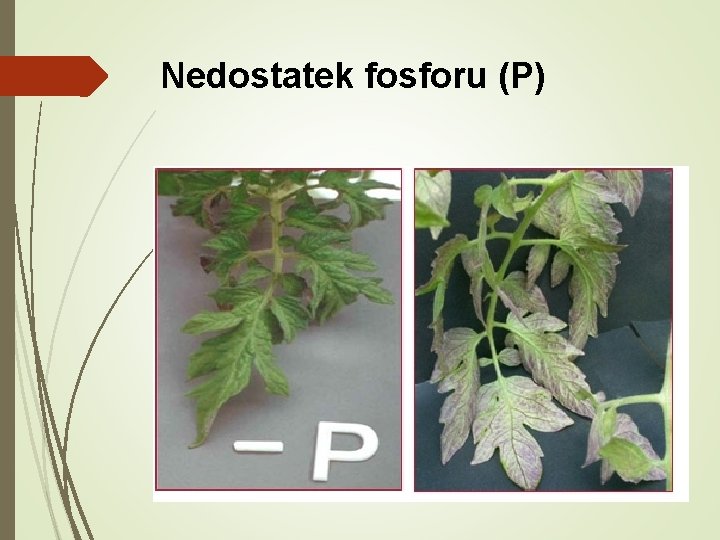 Nedostatek fosforu (P) 